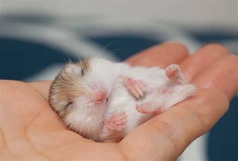 Are Hamsters Nocturnal Creatures? | Pocket Pets 101