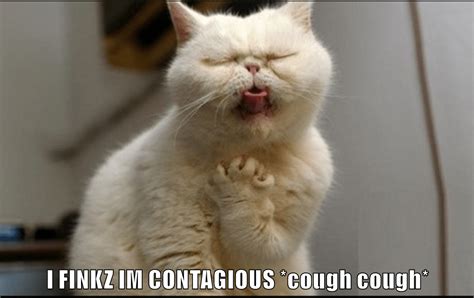 Coughing Cat Know Your Meme Funny Cat Memes Animal Memes Funny Memea ...