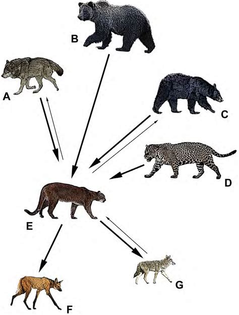 King of the carnivores: How bears, wolves & jaguars stack up against ...