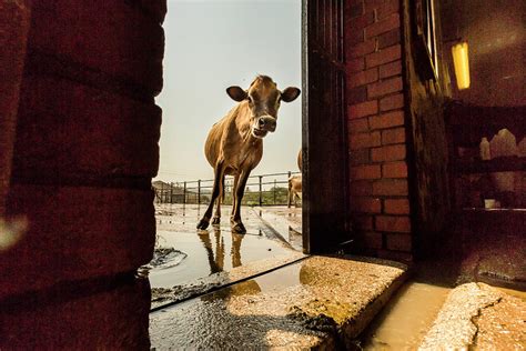 Jersey Cow At A Dairy Farm by Matt Mawson