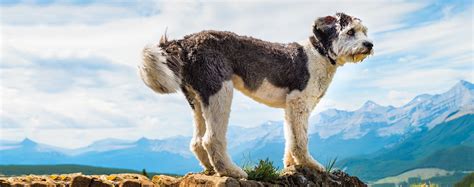 Polish Lowland Sheepdog | Dog Breed Facts and Information - Wag! Dog ...