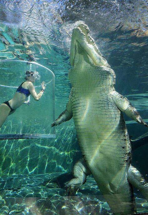 The sheer size of this saltwater crocodile. : HumanForScale