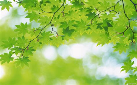 Free Nature Green Leaves | Green nature wallpaper, Nature wallpaper ...