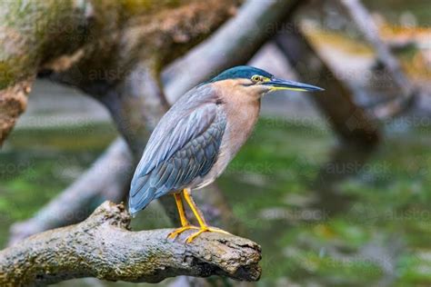 Image of Nankeen Night Heron - Austockphoto