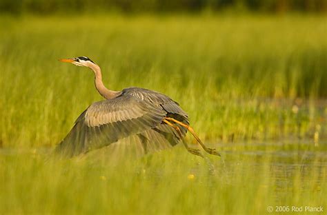 Great Blue Heron, (Ardea herodias), Summer, Michigan | Rod Planck ...