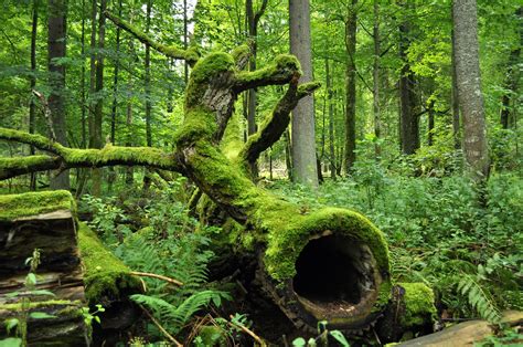 File:Bialowieza National Park in Poland0029.JPG