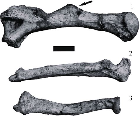 Arctotherium Angustidens