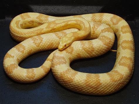 10 Beautiful Corn Snake Morphs - Reptile World Facts