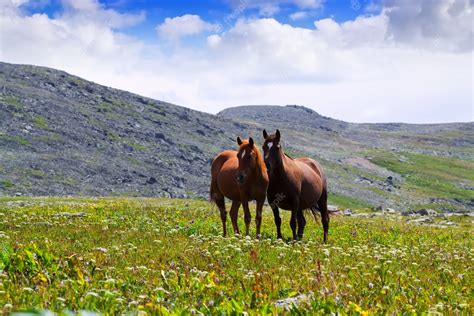 Free Photo | Horses on meadow