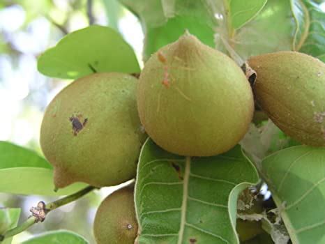 MAHUA TREE (MADHUCA LONGIFOLIA) - Kerala Naturals