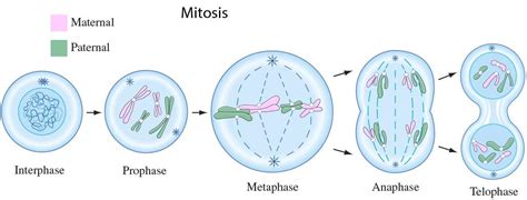 Mitotic Cell Division Define - Cell Division