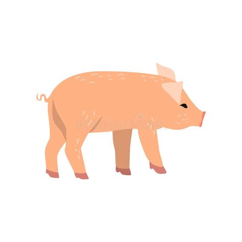 Little Funny Pig, Side View Cartoon Vector Illustration on a White ...