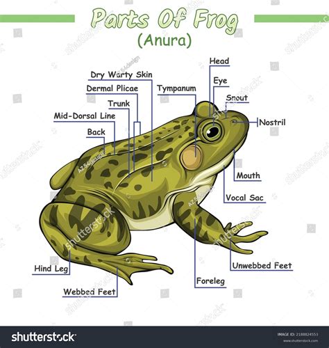 Frog Dissection Drawing