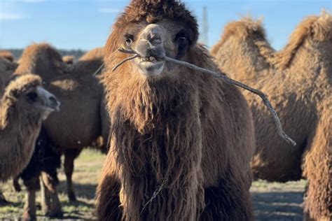 FAO Concludes Bactrian Camel Conservation Project in Iran | United ...