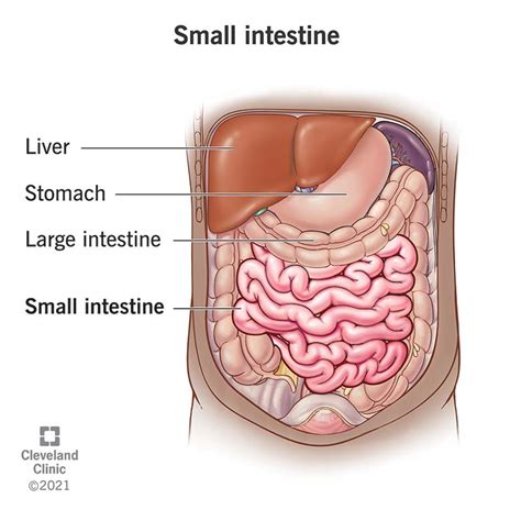 Small Intestine: Function, Parts, Length & Location