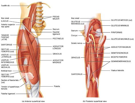 Hip Joint Muscles