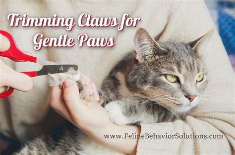 Trimming Claws for Gentle Paws – Feline Behavior Solutions - Cat ...