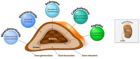 Adrenal adenoma causes, symptoms, diagnosis, treatment & prognosis