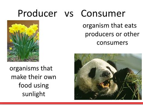 Understanding the Producer and Consumer philosophy | by Arnav Gupta ...