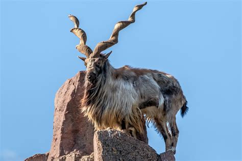 Top 105+ Name of national animal of pakistan - Merkantilaklubben.org