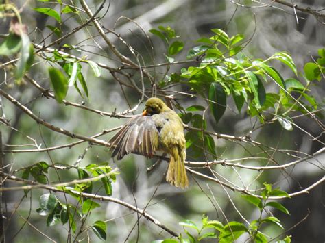 George Burtenshaw Feature Protection Area Bellbird Habitat