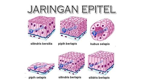 Contoh Jaringan Epitel - Homecare24