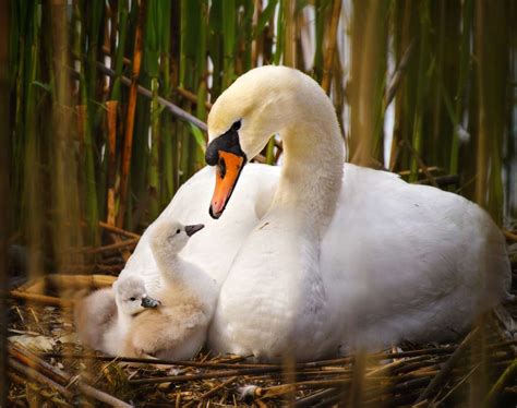 Stages of a Baby Bird - Growth and Maturity