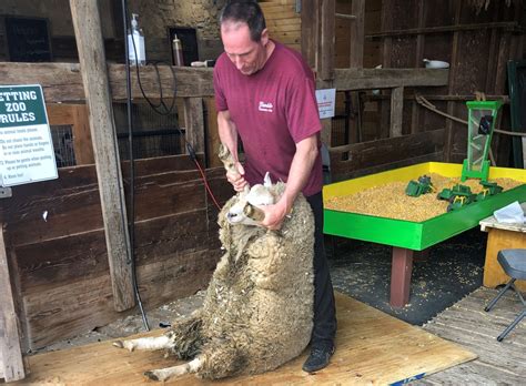 Sheep Shearing — May 5 - The Amish Farm and House