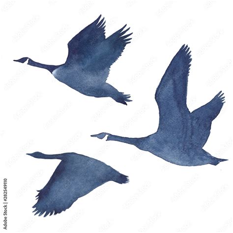 Watercolor silhouettes of flying geese on a white background Stock ...