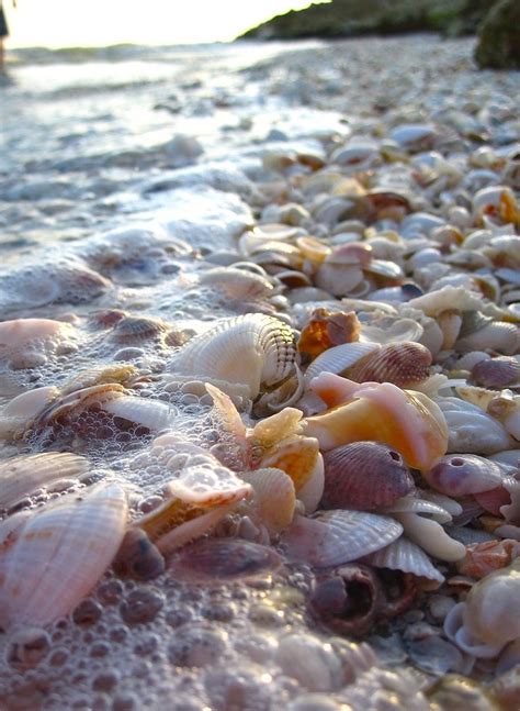 40 Photos of Sanibel Island, Florida: Thousands of Exotic Shells Line ...