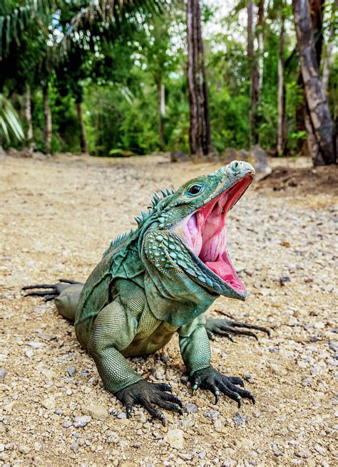 Blue iguana, Grand Cayman, Cayman Islands Photograph by Karol Kozlowski ...