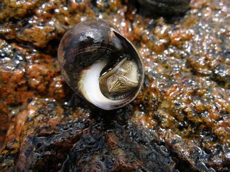 Common Periwinkle Snail | Sea snail, Snail, Periwinkle