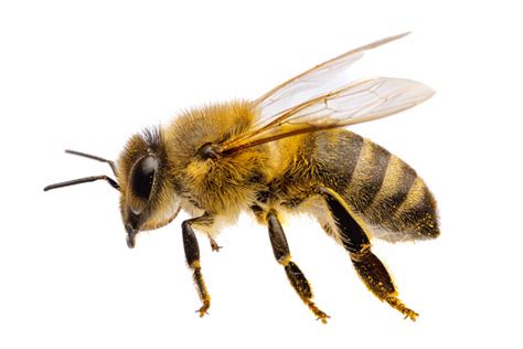 Lo que quizá no sabías sobre las abejas melíferas