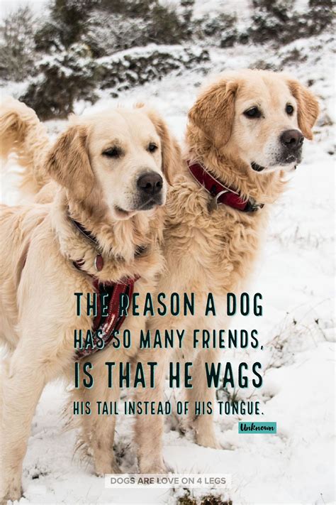 The Reason A Dog Has So Many Friends...Dog, Dog Quotes, Inspirational ...