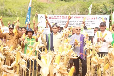 Panen Jagung Di Sumba Barat, Gubernur VBL Minta Pemkab Perluas Lahan ...