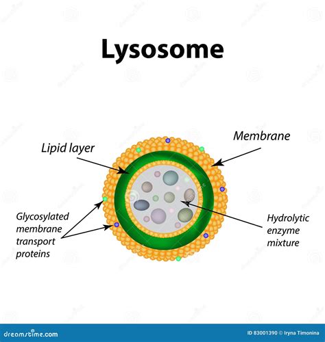 Structure Of Lysosomes. Infographics. Vector Illustration On Isolated ...