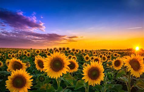 Photo Wallpaper Field, Sunflowers, Landscape, Sunset, - View Of ...