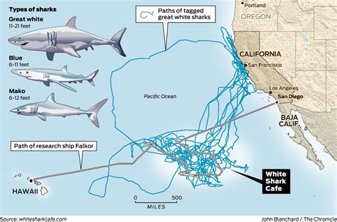 Great White Shark Migration Map