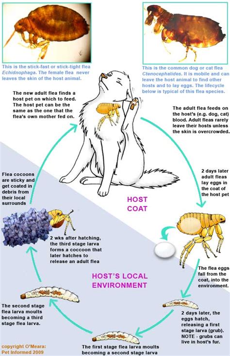 The Flea Life Cycle and How it Guides Flea Control and Prevention.