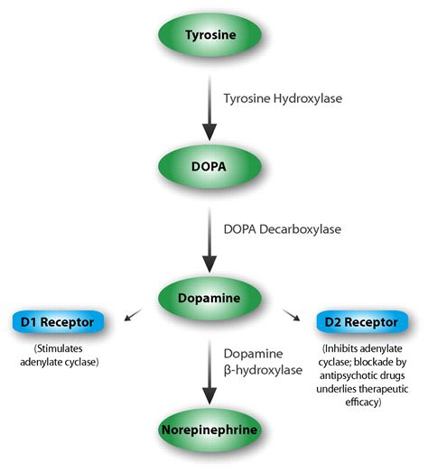 Dopamine Synthesis Mechanism