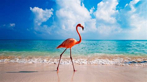 #bird #4K #flamingo #ocean #beach #4K #wallpaper #hdwallpaper #desktop ...