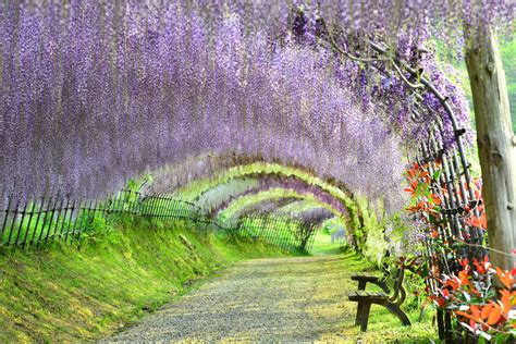 The Wisteria Flower Tunnel at Kawachi Fuji Garden, Kitakyushu, Fukuoka ...