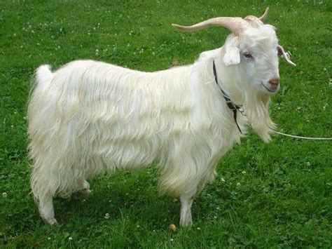 Cashmere Goats: Breeds, Characteristics, Care and Tips