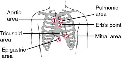 Precordium | definition of precordium by Medical dictionary