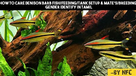 HOW TO CARE DENISON BARB FISH/FEEDING/TANK SETUP & MATE'S/BREEDING ...