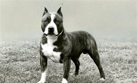 67+ Pitbull Original Breeding Purpose Gif - My Dog Pitbull