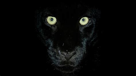 Panther Eyes At Night