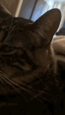 Cat Spinning Cat GIF - Cat Spinning Cat Skittlesthecat - Discover ...