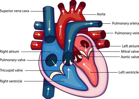 Ductus Arteriosus - The Definitive Guide | Biology Dictionary