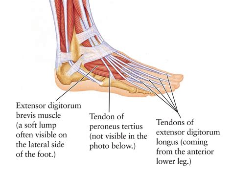 Human Anatomy for the Artist: The Dorsal Foot: How Do I Love Thee? Let ...